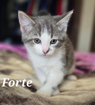 FORTE -  Domestic Short Hair Cat for Adoption in La Crescent, Minnesota - FORTE | PetCurious