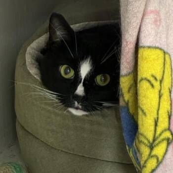 Morena -  Domestic Short Hair Cat for Adoption in Edgewood, Maryland - Morena | PetCurious