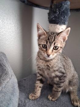 Swan -  Domestic Short Hair Cat for Adoption in San Diego, California - Swan | PetCurious