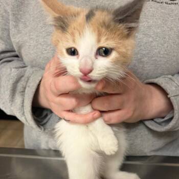 Domestic Short Hair Cats Available for Adoption in Pekin, Illinois - Millie | PetCurious