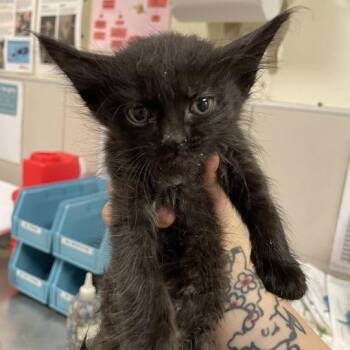 Scream -  Domestic Short Hair Cat for Adoption in Chicago, Illinois - Scream | PetCurious