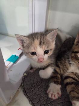 Roxie -  Domestic Short Hair Cat for Adoption in Lunenburg, Vermont - Roxie | PetCurious