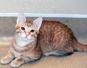 SIDESHOW BOB -  Tabby Cat for Adoption in San Clemente, California - SIDESHOW BOB | PetCurious