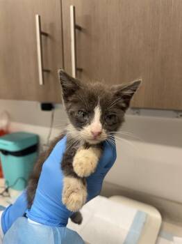 STALLION -  Domestic Short Hair Cat for Adoption in Baytown, Texas - STALLION | PetCurious