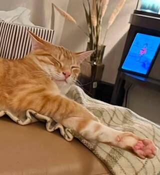 Monopoly -  Domestic Short Hair Cat for Adoption in Sioux City, Iowa - Monopoly | PetCurious