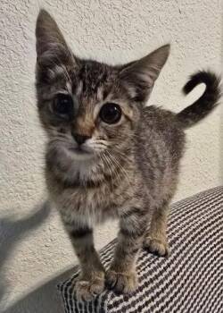 Striker -  American Shorthair and Domestic Short Hair Cat for Adoption in Richardson, Texas - Striker | PetCurious