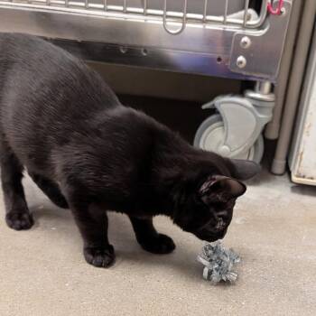 Louis Santiago -  Domestic Short Hair Cat for Adoption in York, Pennsylvania - Louis Santiago | PetCurious