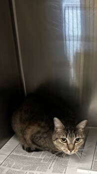 Rescue Domestic Short Hair Cats for Adoption in Spartanburg, South Carolina - Willow | PetCurious