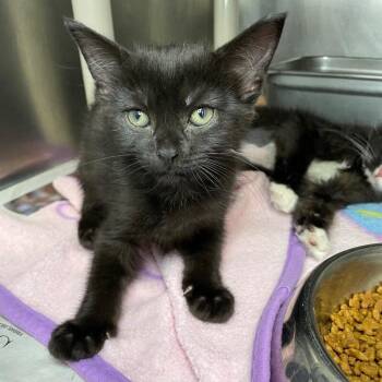 Miney -  Domestic Short Hair Cat for Adoption in Roanoke, Virginia - Miney | PetCurious