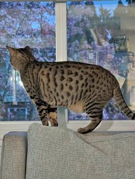 JEMMA & JASPER #1939 - Offered by Owner -CHEETOH -  Bengal and Ocicat Cat for Adoption in Hillsboro, Oregon - JEMMA & JASPER #1939 - Offered By Owner -CHEETOH | PetCurious