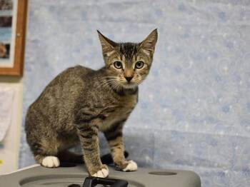 Seal -  Domestic Short Hair Cat for Adoption in Portland, Oregon - Seal | PetCurious