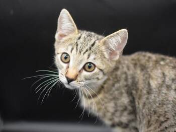 Tahoe -  Domestic Short Hair Cat for Adoption in Portland, Oregon - Tahoe | PetCurious