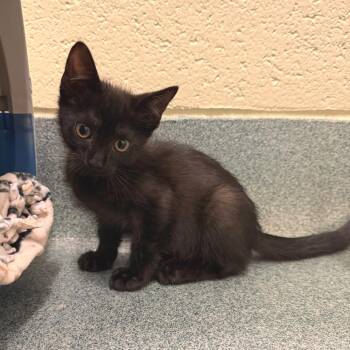 America -  Domestic Short Hair Cat for Adoption - America | PetCurious