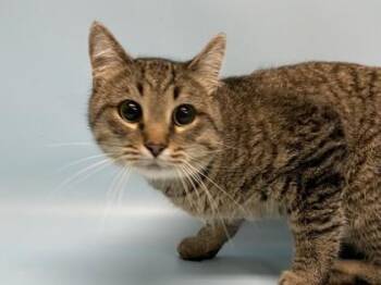 Mushu -  Domestic Medium Hair and Domestic Short Hair Cat for Adoption in Golden Valley, Minnesota - Mushu | PetCurious