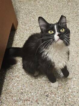 HOT LIPS -  Domestic Long Hair Cat for Adoption in Clyde, North Carolina - HOT LIPS | PetCurious