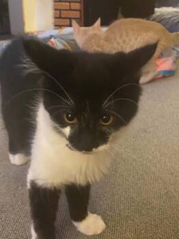 Gatsby -  Domestic Short Hair Cat for Adoption in West Mifflin, Pennsylvania - Gatsby | PetCurious