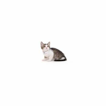 Avocado -  Domestic Short Hair Cat Available for Adoption in Los Angeles, California - Avocado | PetCurious