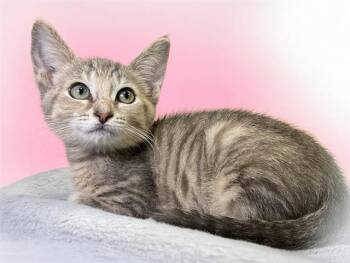 TUNA -  Domestic Short Hair Cat for Adoption in Fort Lauderdale, Florida - TUNA | PetCurious