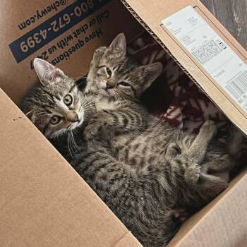 Rupaul and Michelle Visage (Bonded Pair) -  Domestic Short Hair Cat for Adoption in Watertown, Wisconsin - Rupaul And Michelle Visage (Bonded Pair) | PetCurious