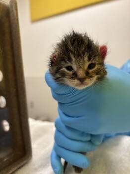 Carina -  Domestic Short Hair Cat for Adoption in Raleigh, North Carolina - Carina | PetCurious