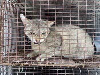 Domestic Short Hair Cats Available for Adoption in Houston, Texas - A656936 | PetCurious