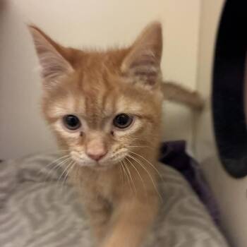 Domestic Short Hair Cats Available for Adoption - Madellaine | PetCurious