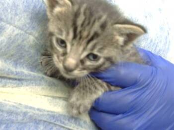 Domestic Medium Hair Cats Available for Adoption in Dallas, Texas - TSUMIKI | PetCurious
