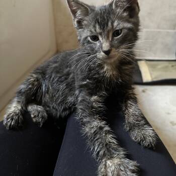 Rescue Domestic Short Hair Cats for Adoption in New York, New York - LWNY-Stray-13833 | PetCurious