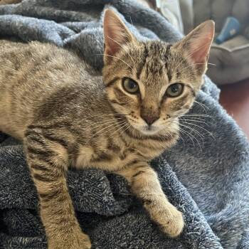 Tabby -  American Shorthair Cat for Adoption in Park Row, Texas - Tabby | PetCurious
