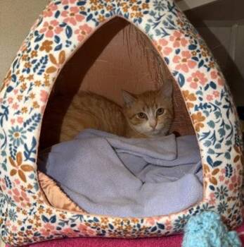 Biscuit -  Domestic Short Hair Cat Available for Adoption in New Hope, Pennsylvania - Biscuit | PetCurious