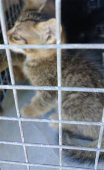 A2479685 -  Domestic Short Hair Cat for Adoption in Fort Lauderdale, Florida - A2479685 | PetCurious
