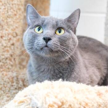 Luna -  Russian Blue Cat for Adoption in Newport Beach, California - Luna | PetCurious
