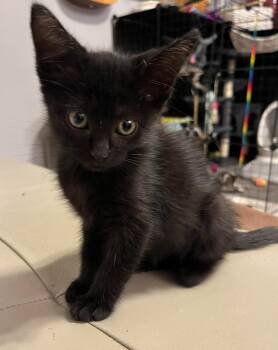 Domestic Short Hair Cats Available for Adoption in Sebastian, Florida - Panther | PetCurious
