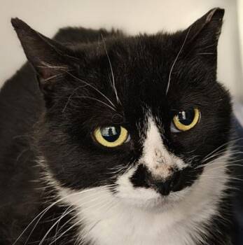 Doc -  Domestic Short Hair Cat Available for Adoption in Verona, Wisconsin - Doc | PetCurious