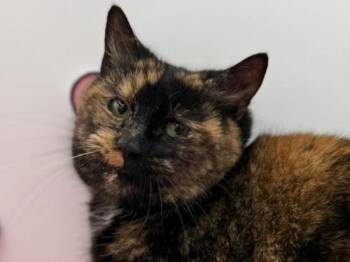 Domestic Short Hair Cats Available for Adoption - Jada | PetCurious