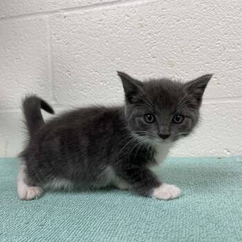 SVAS-Stray-39545 -  Domestic Medium Hair Cat for Adoption in Lyndhurst, Virginia - SVAS-Stray-39545 | PetCurious