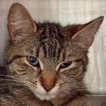 Dorothy -  Domestic Short Hair Cat for Adoption in Kennebunk, Maine - Dorothy | PetCurious