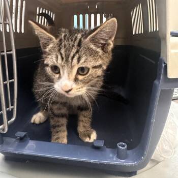 Dave -  Domestic Short Hair Cat for Adoption in Newark, New Jersey - Dave | PetCurious