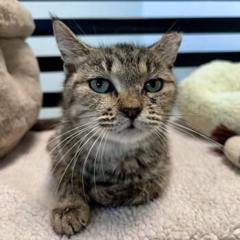 Appletini -  Tabby Cat for Adoption in Grand Rapids, Michigan - Appletini | PetCurious