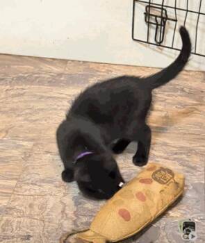 Clove -  Domestic Short Hair Cat for Adoption in Cuyahoga Falls, Ohio - Clove | PetCurious