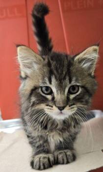 Augustus -  Domestic Short Hair Cat for Adoption in Fresno, California - Augustus | PetCurious