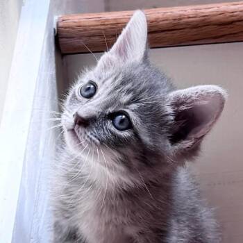 Crackle -  Domestic Short Hair Cat for Adoption in Chapel Hill, North Carolina - Crackle | PetCurious