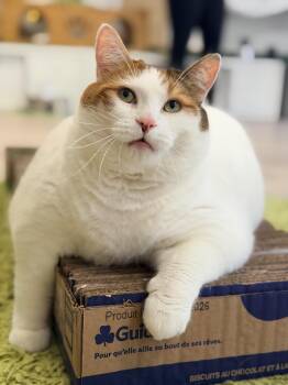 Peaches -  Domestic Short Hair Cat for Adoption in Ottawa, Ontario - Peaches | PetCurious