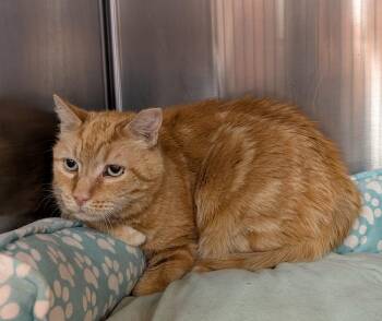 O.J. -  Domestic Medium Hair Cat for Adoption in Tucson, Arizona - O.J. | PetCurious