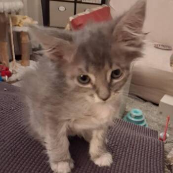Bobby (bonded pair) -  Domestic Medium Hair Cat for Adoption in Phoenix, Arizona - Bobby (bonded Pair) | PetCurious