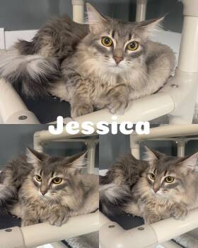 Rescue Domestic Long Hair Cats for Adoption in Saint James, Missouri - Jessica | PetCurious