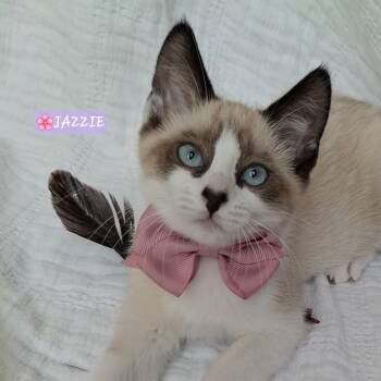 Adoption Event, Saturday 6/27 -  Siamese and Russian Blue Cat for Adoption in Yorba Linda, California - Adoption Event, Saturday 6/27 | PetCurious