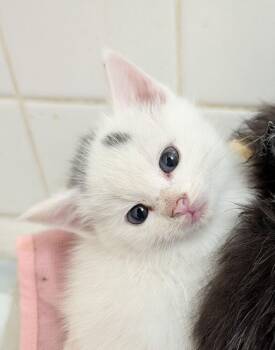 Gazpacho -  Domestic Short Hair Cat for Adoption in Albuquerque, New Mexico - Gazpacho | PetCurious