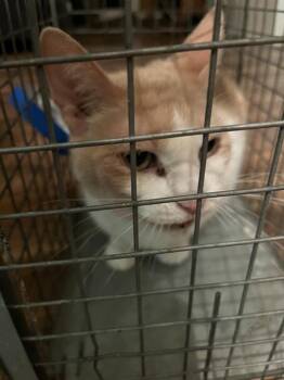 A477013 -  Domestic Short Hair Cat for Adoption in Oklahoma City, Oklahoma - A477013 | PetCurious
