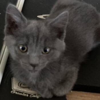 Brandy -  Domestic Short Hair Cat for Adoption in Riverside, California - Brandy | PetCurious